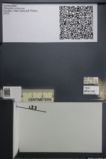 Media type: image;   Entomology 740144